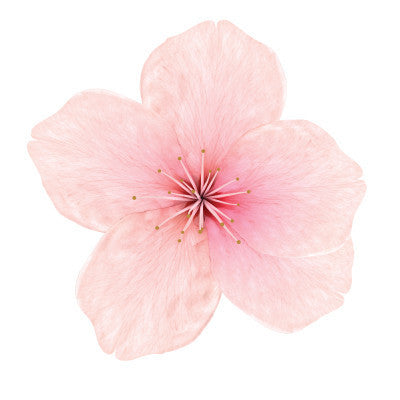 Cherry Blossom ( e liquid | 100ml )
